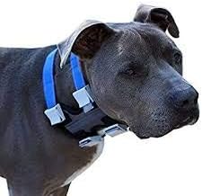 Cesar Millan Pack Leader Collar™ - Trainingshalsband des Hundeflüsterers Cesar Millan (Klein, Grau)