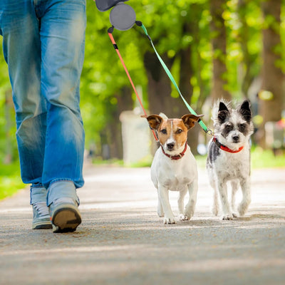 3 Meter Einziehbare Hundeleine, Doppelte Hundeleine für 2 Hunde, Ausziehbare Leine, Reflektierendes