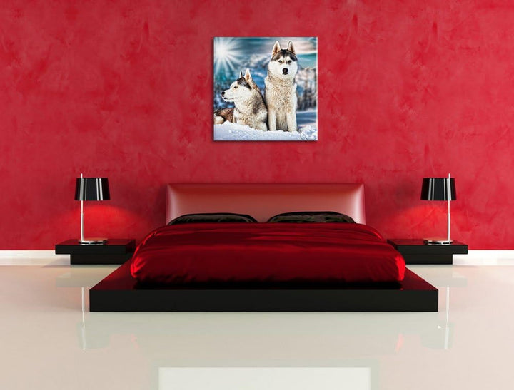 Zwei wilde Huskies, Format: 70x70 auf Leinwand, XXL riesige Bilder fertig gerahmt mit Keilrahmen, Ku