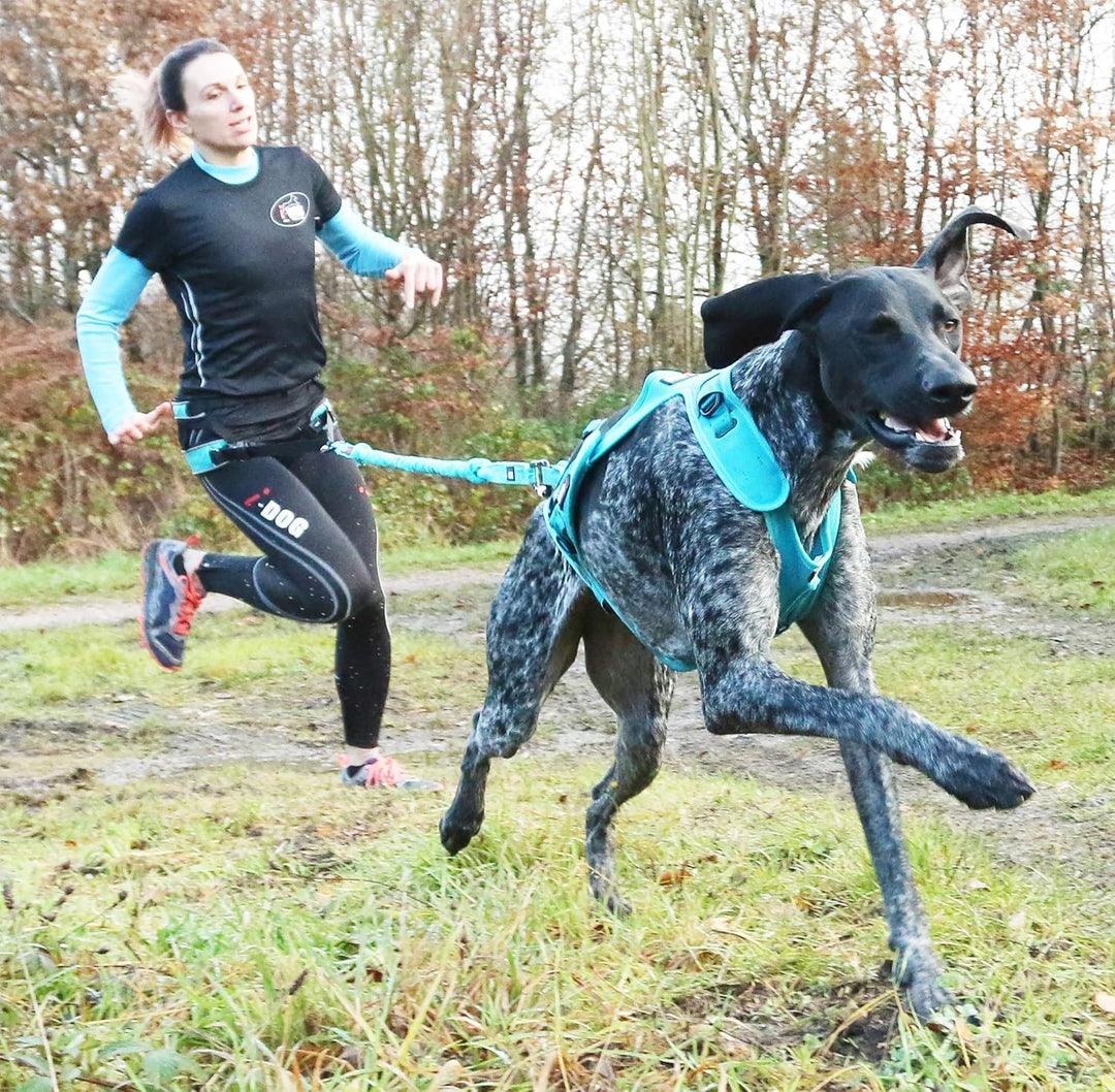 I-dog Schleppleine Opal, ALM – blau Schleppleine Opal, MEDIUM Dog, 190cm MEDIUM DOG 190, MEDIUM DOG