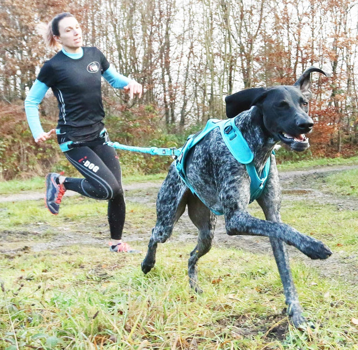 I-dog Schleppleine Opal, ALM – blau Schleppleine Opal, MEDIUM Dog, 190cm MEDIUM DOG 190, MEDIUM DOG