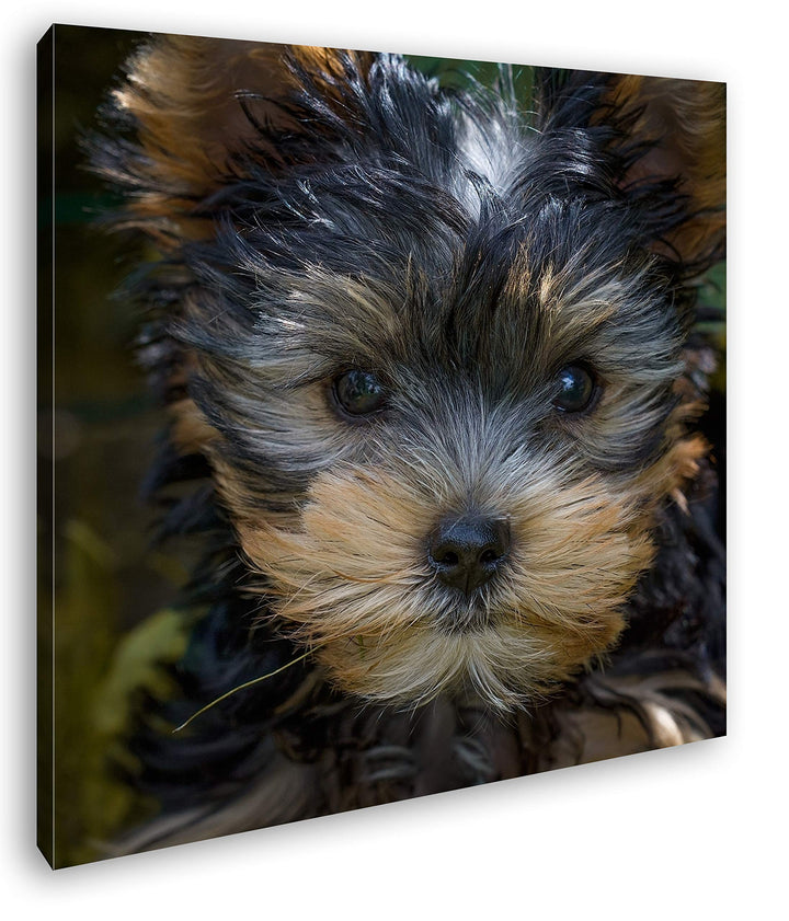 deyoli niedlicher Yorkshire Terrier Format: 70x70 als Leinwandbild, Motiv fertig gerahmt auf Echthol