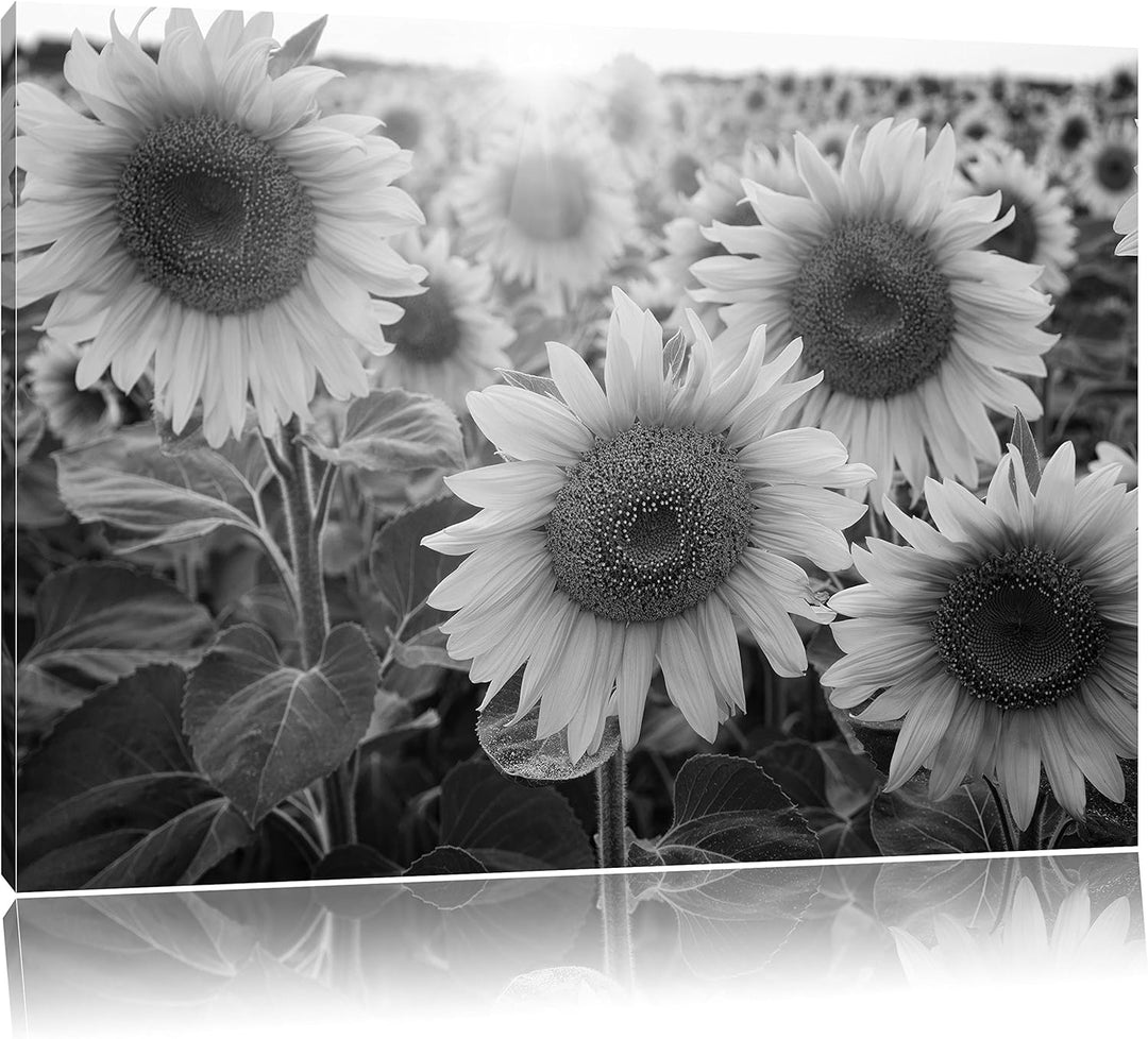 Pixxprint Sonnenblumen auf dem Feld als Leinwandbild | Grösse: 100x70 cm | Wandbild | Kunstdruck | f