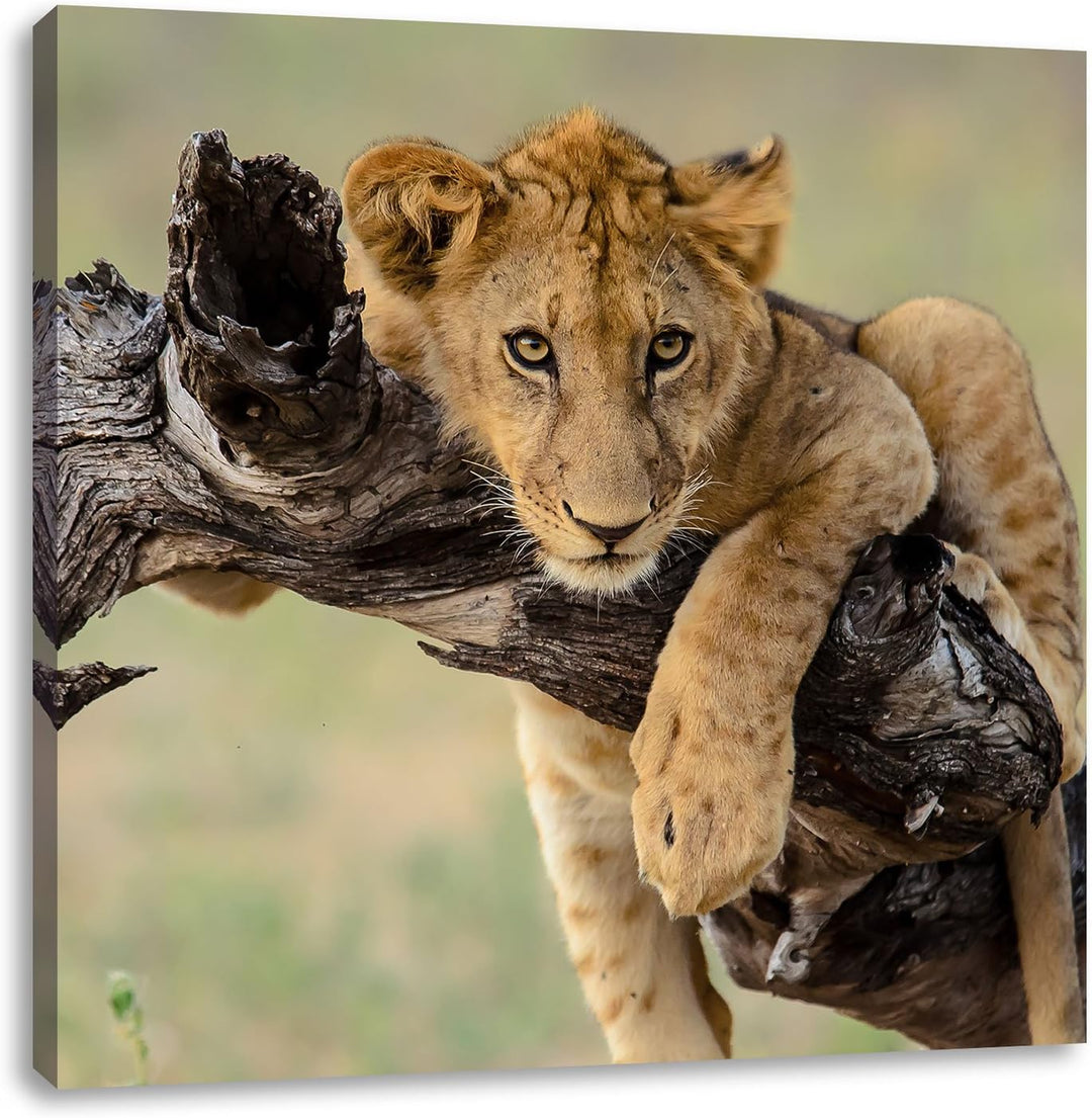 Junger Löwe in der Natur, Format: 70x70 auf Leinwand, XXL riesige Bilder fertig gerahmt mit Keilrahm