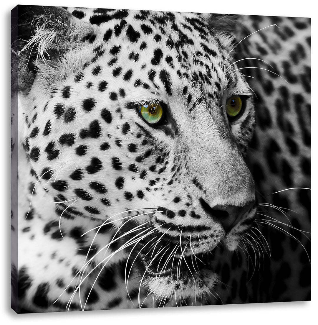Pixxprint Dark Leopard mit grünen Augen als Leinwandbild Quadratisch/Grösse: 70x70 / Wandbild/Kunstd