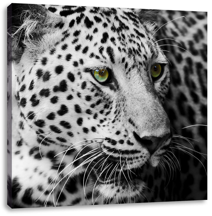 Pixxprint Dark Leopard mit grünen Augen als Leinwandbild Quadratisch/Grösse: 70x70 / Wandbild/Kunstd