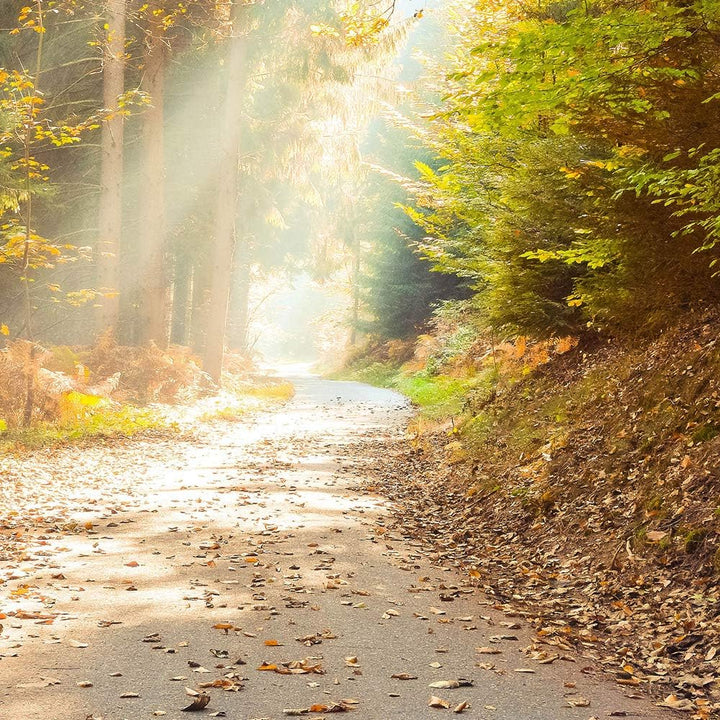 Feeby Wandbild XXL 5 Teilig Landschaft Leinwandbild Wald Blätter Bäume gelb 300x140 cm Leinwandbild