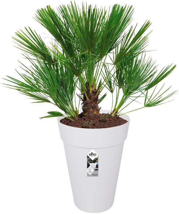 elho loft urban Rund Hoch 35 Blumentopf – Runder Blumentopf in Weiss – Stilvolle Dekoration für den
