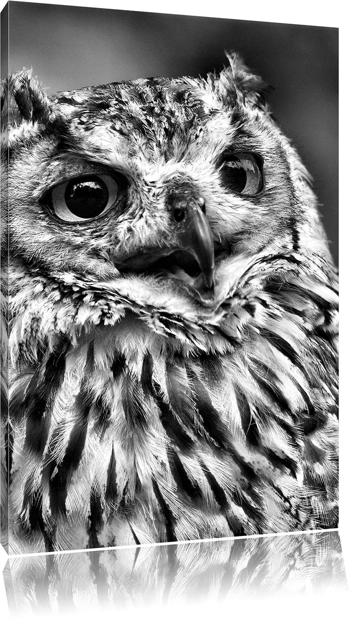 Pixxprint Monocrome, sehr müde Waldeule, Format: 100x70 auf Leinwand, 100x70