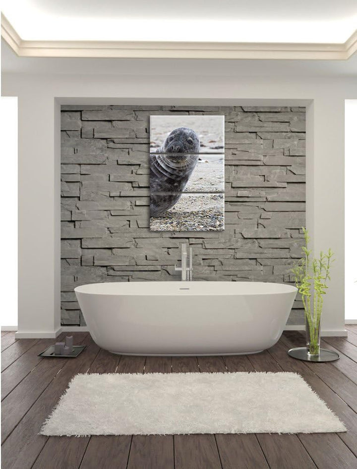 Pixxprint Robbe an Kiesstrand als Leinwandbild/Grösse: 3 Teilig (120x80) cm/Wandbild/Kunstdruck/fert