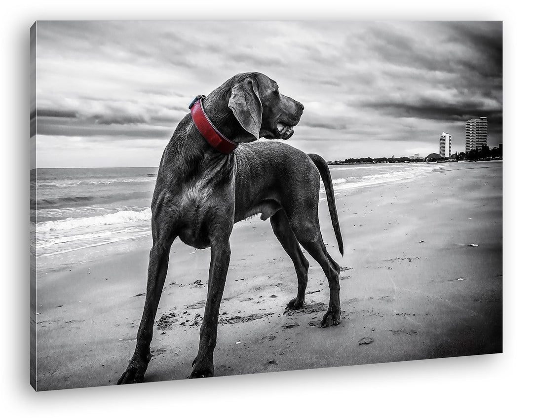 deyoli grosser Hund am Strand Format: 80x60 als Leinwandbild, Motiv fertig gerahmt auf Echtholzrahme