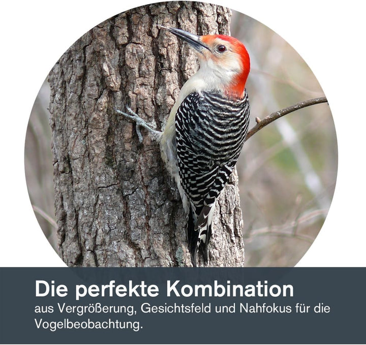 Celestron 71404 TrailSeeker 8 x 42mm Dachkantgläser mit dielektrisch beschichteter Linse, BaK-4-Pris