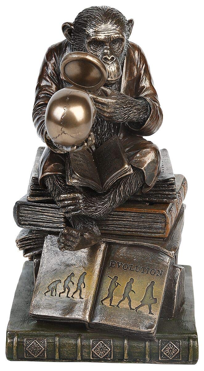 Nemesis Now Darwinism of Evolutionary Theory Box, Bronze, Harz, 17,5 cm