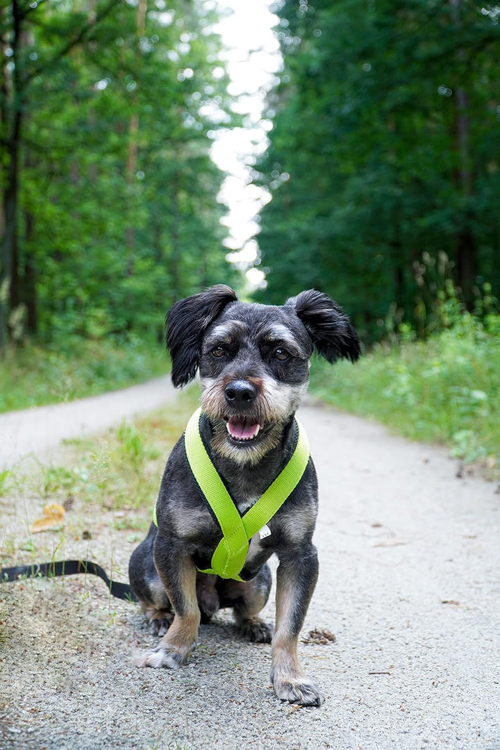 Dingo Hundegeschirre Sled Farbe Grün Zuggeschirr Canicross Bike-Ski-Jöring Training Dogtrekking Gros