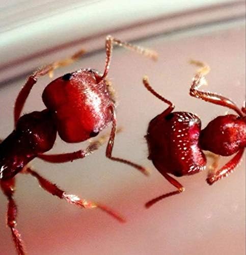 Celestron 44316 MicroDirect 1080P HDMI digitales Hand-Mikroskop, 10- bis 220-fache Vergrösserung, Gr