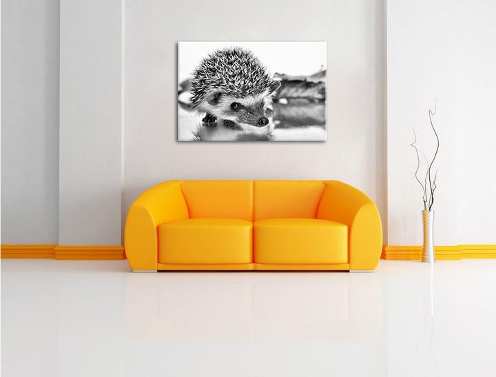 Monocrome, Süsser Igel , Format: 100x70 auf Leinwand, XXL riesige Bilder fertig gerahmt mit Keilrahm