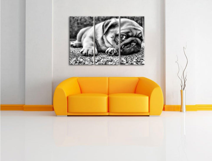 Pixxprint Süsser Mops auf Teppich als Leinwandbild/Grösse: 3 Teilig (120x80 cm) cm/Wandbild/Kunstdru
