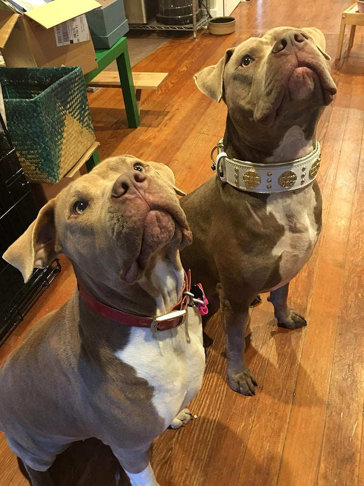 Bestia Maximus Weiss Echtleder Hundehalsband für grosse Hunde. 100% Leder. Weich gepolstert. 6,3 cm