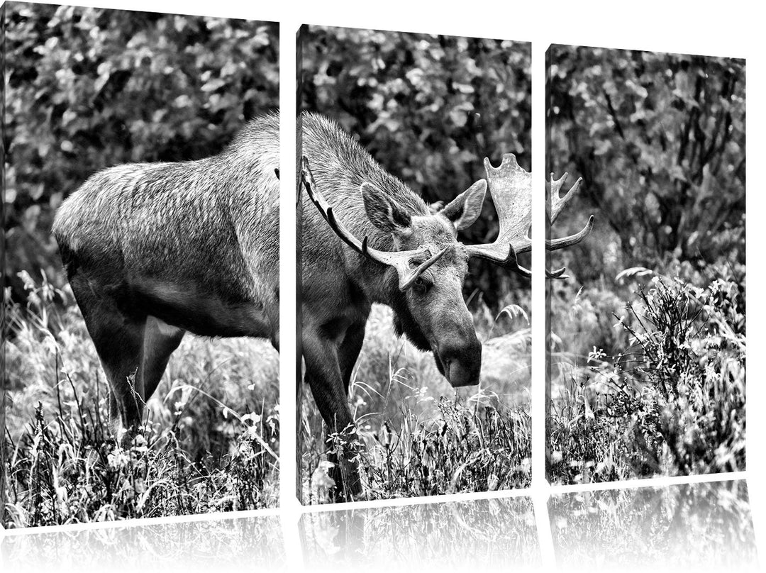 Pixxprint Monocrome, Grosser Elch 3-Teiler Leinwandbild 120x80 Bild auf Leinwand