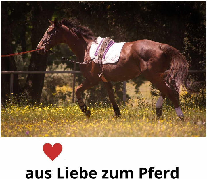 Amesbichler Cheval Kappzaum Reitkappzaum Leder Kappzaum, schwarz zum Longieren und Reiten, Gebiss ka
