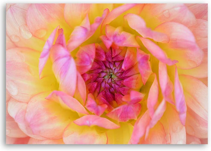 Feeby Wandbild Blume Druckbild Leinwandbild Natur Rosa 100x70 cm Leinwandbild 100x70 cm Rosa_B, Lein