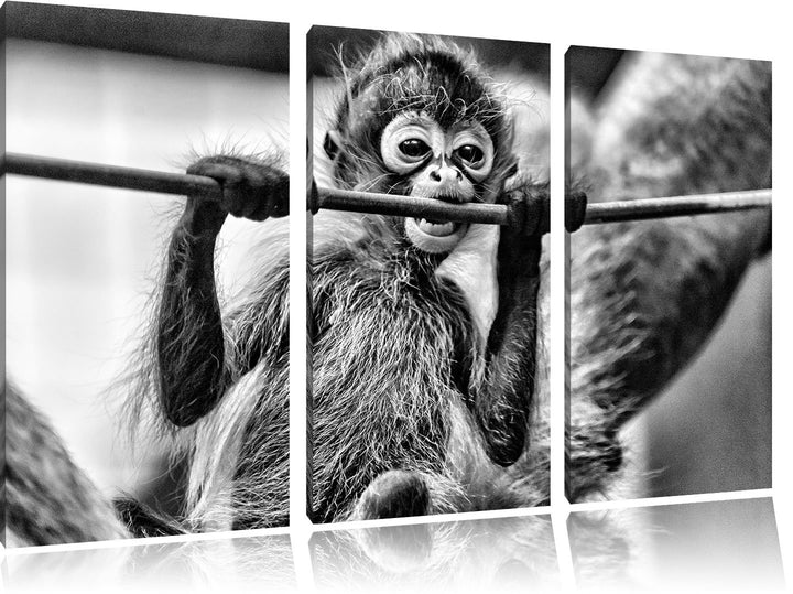 Pixxprint Orang-Utan-Junges isst als Leinwandbild/Grösse: 3 Teilig (120x80) cm/Wandbild/Kunstdruck/f