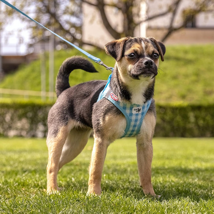 Vest Harness curli Clasp Air-Mesh SkyBlue-Caro M & Leash L, Skyblue-Caro M