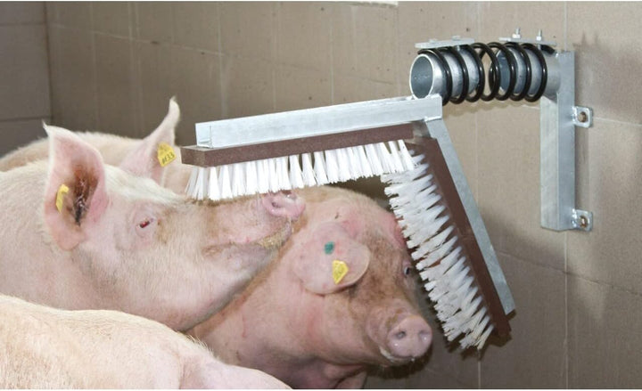 Schweine Kratzbürste