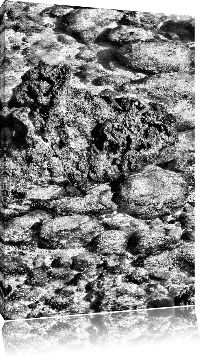 Pixxprint Monocrome, rote Krabbe auf Stein, Format: 100x70 auf Leinwand, riesige Bilder fertig gerah