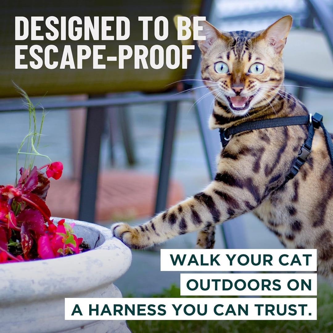OutdoorBengal Katzengeschirr und Leine, gross, ausbruchsicher, erstickungsfrei, leicht, einfach anzu