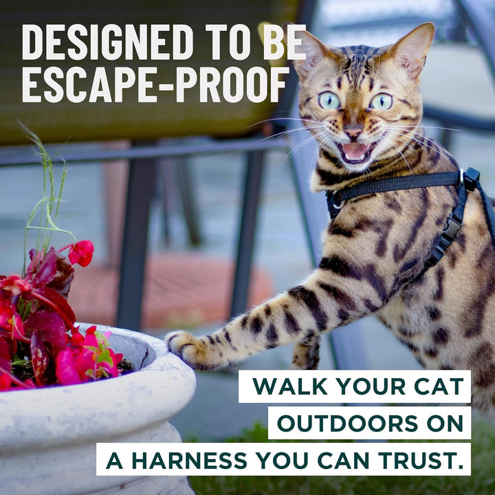 OutdoorBengal Katzengeschirr und Leine, gross, ausbruchsicher, erstickungsfrei, leicht, einfach anzu