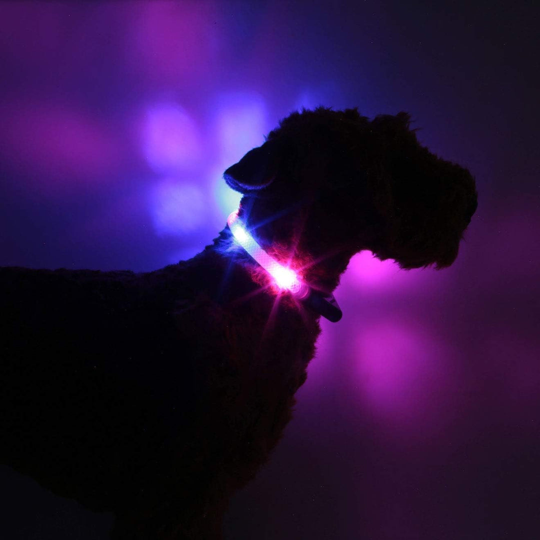 LEUCHTIE® Leuchthalsband Easy Charge pink-blau Grösse 37,5 I LED Halsband für Hunde I USB aufladbar
