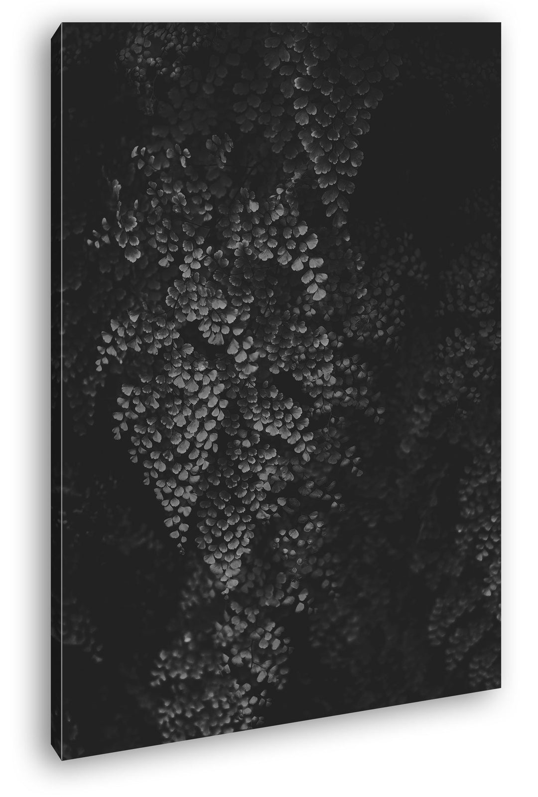 deyoli bezaubernde Blätterwand Format: 80x60 Effekt: Schwarz/Weiss als Leinwand, Motiv fertig gerahm
