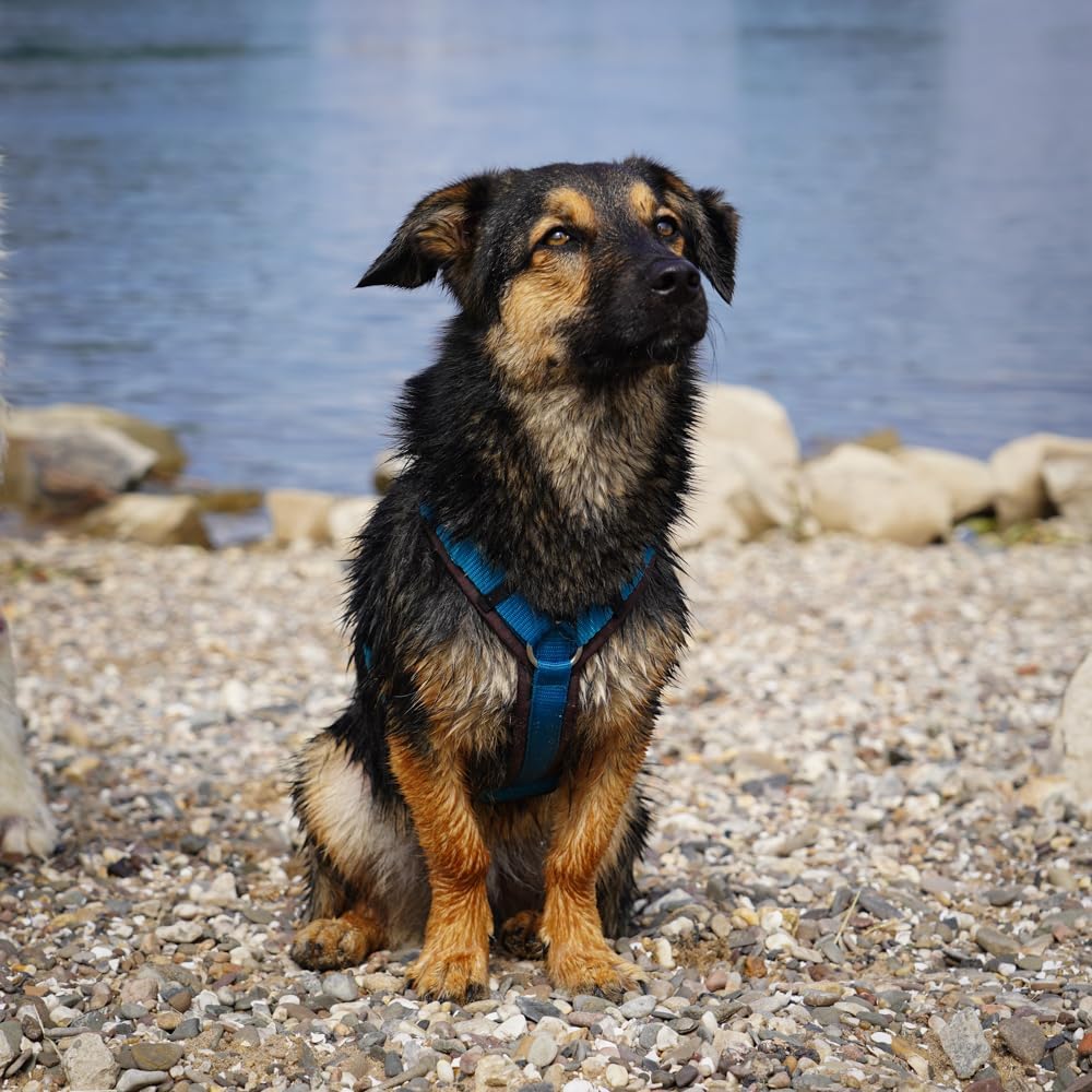 Anny-X Brustgeschirr Fun Braun-Petrol | Hundegeschirr Grösse XS-Lang (Brustumfang 43-52 cm), XS-Lang
