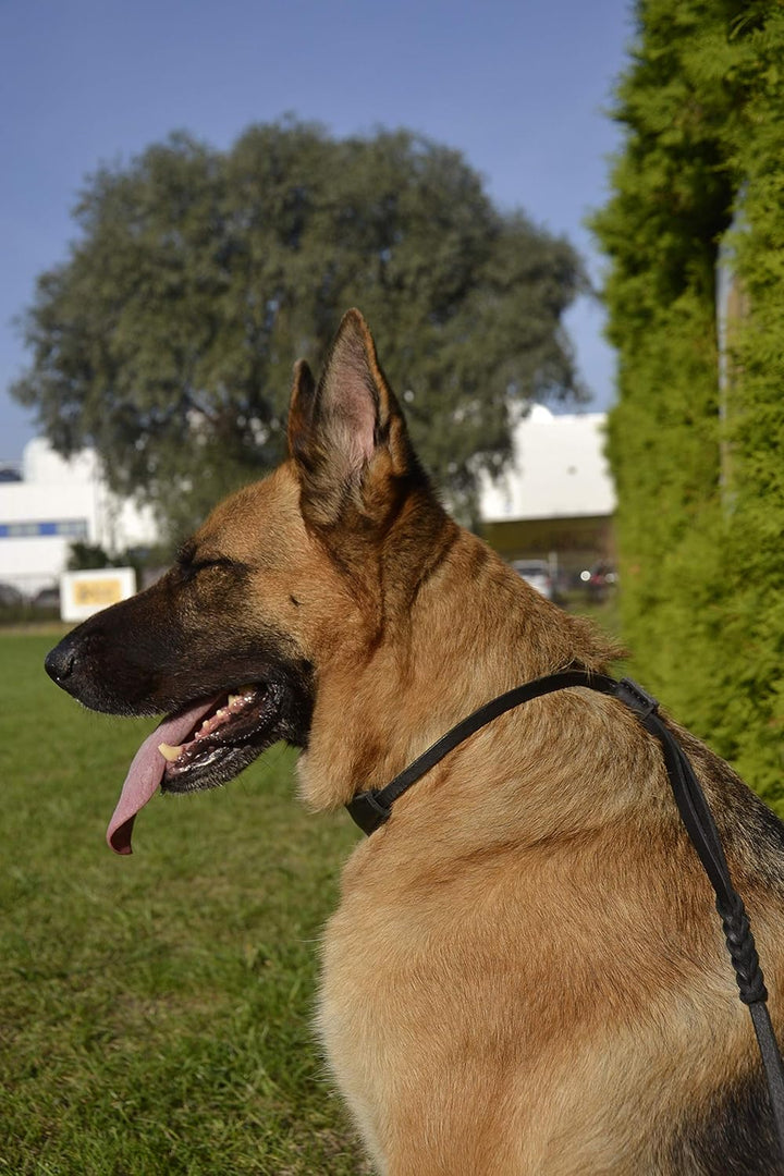 Dingo Retrieverleine Hundeleine aus Seil,Snake'' mit Zugstopp und aufstellbarem Halsband 1,2 x 170 c