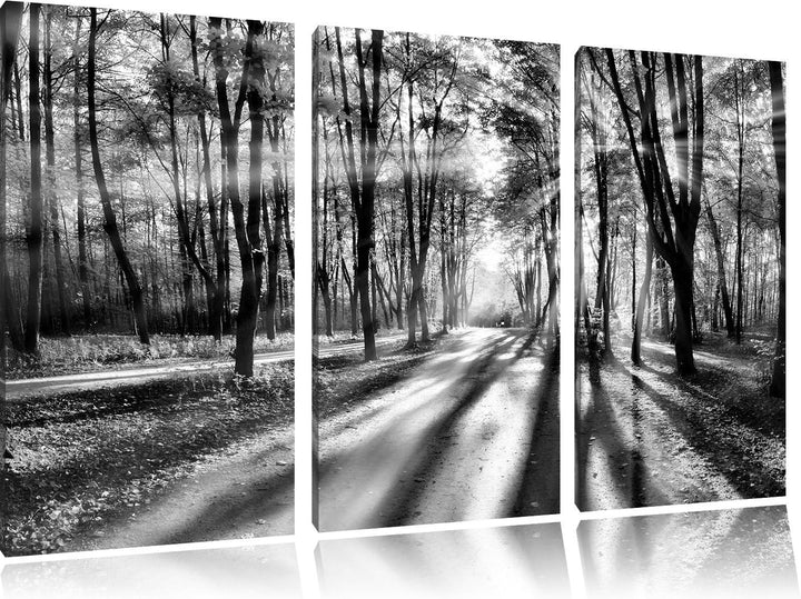 Pixxprint Baumallee im Herbst als Leinwandbild/Grösse: 3 Teilig (120x80 cm) cm/Wandbild/Kunstdruck/f