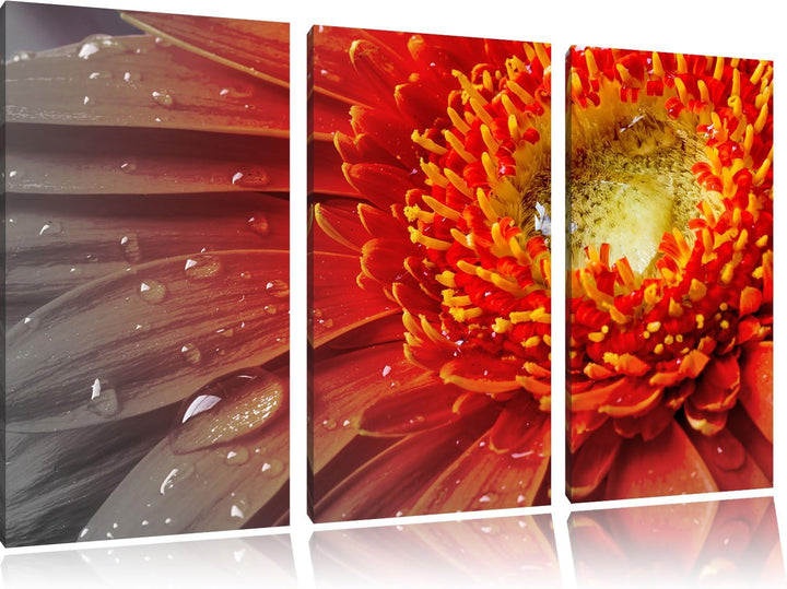 Pixxprint Gerbera mit Wassertropfen als Leinwandbild/Grösse: 3 Teilig (120x80 cm) cm/Wandbild/Kunstd