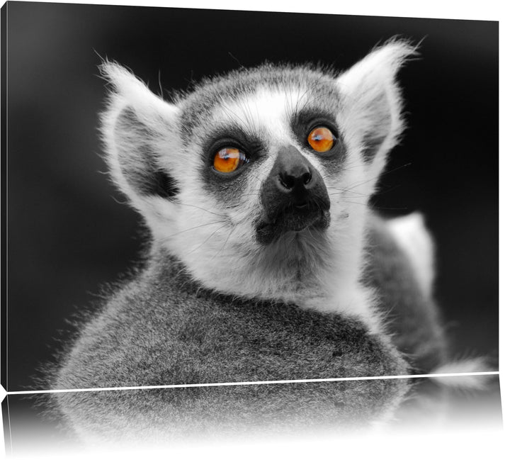 Pixxprint bildschöner Katta schwarz/weiss auf Leinwand, XXL riesige Bilder fertig gerahmt mit Keilra