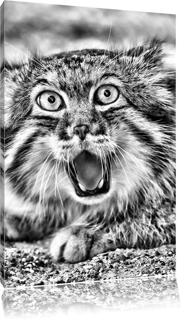 Monocrome, scheue Manul, Format: 100x70 auf Leinwand, XXL riesige Bilder fertig gerahmt mit Keilrahm