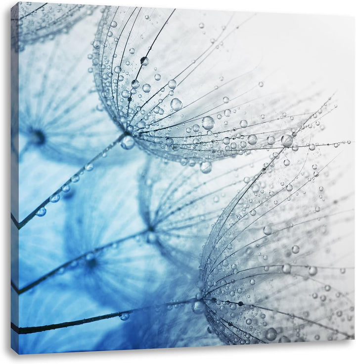 Pixxprint Tropfen bedeckte Pusteblumen Schwarz/Weiss, Format: 70x70 auf Leinwand, 70x70