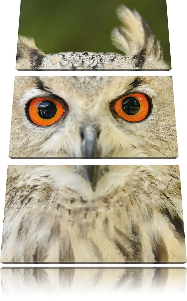 Pixxprint Eulen Kautz Orange Augen als Leinwandbild/Grösse: 3 Teilig (120x80) cm/Wandbild/Kunstdruck