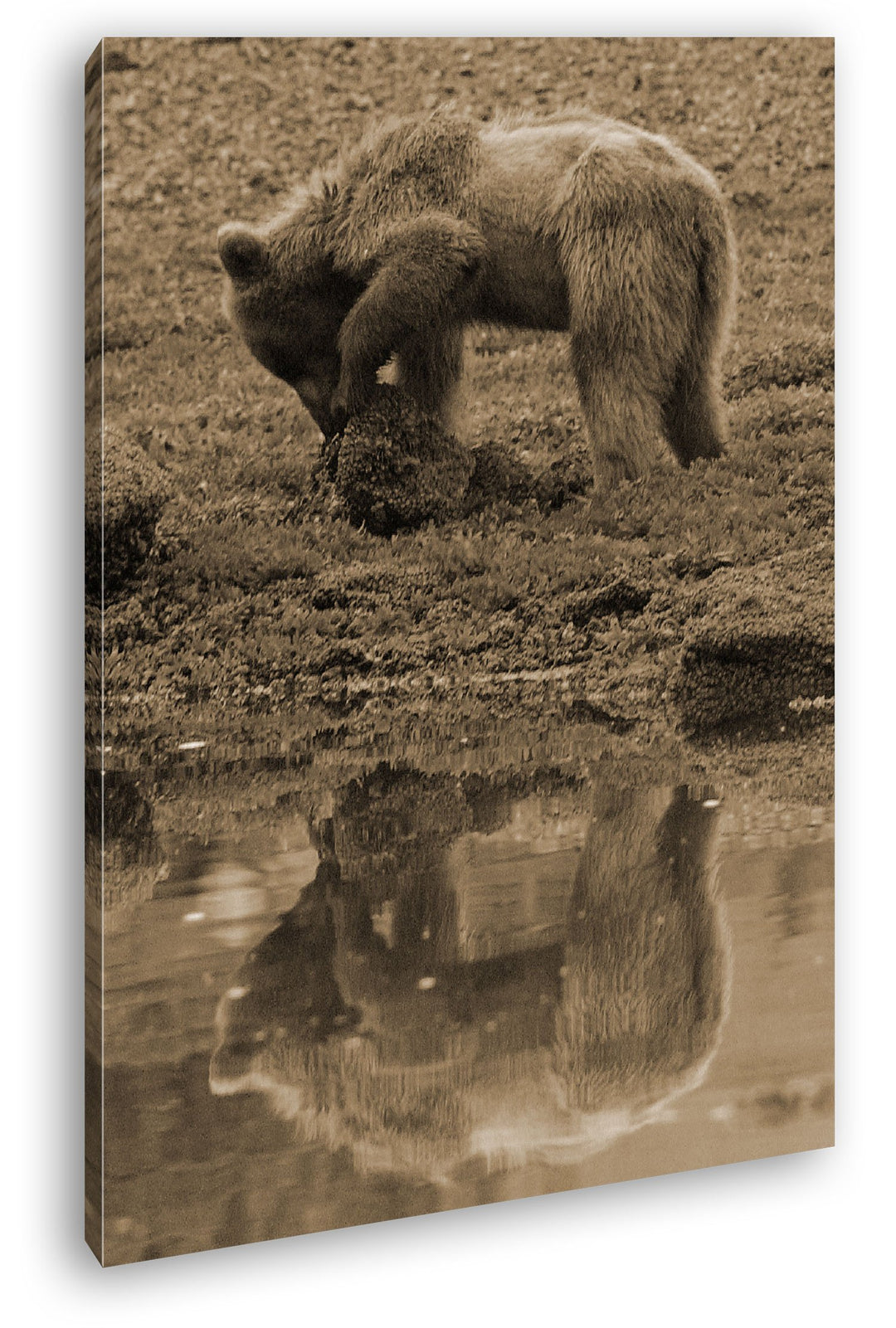 deyoli Verspielter brauner Bär Format: 80x60 Effekt: Sepia als Leinwandbild, Motiv fertig gerahmt au