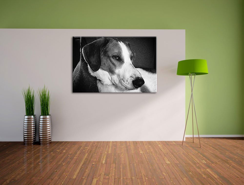 Jack Russel Terrier ruht sich aus auf Leinwand, XXL riesige Bilder fertig gerahmt mit Keilrahmen, Ku