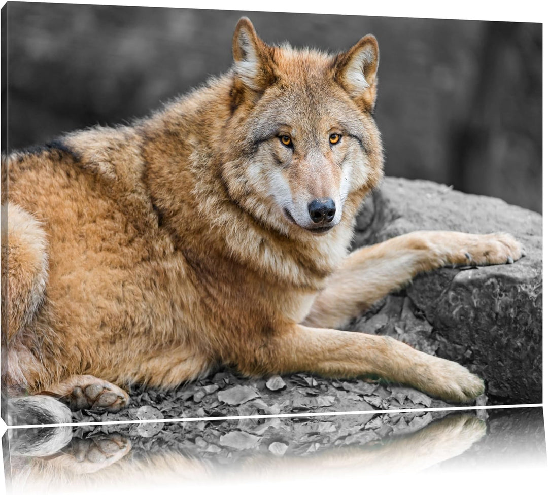 stolzer Wolf auf Stein schwarz/weiss auf Leinwand, XXL riesige Bilder fertig gerahmt mit Keilrahmen,