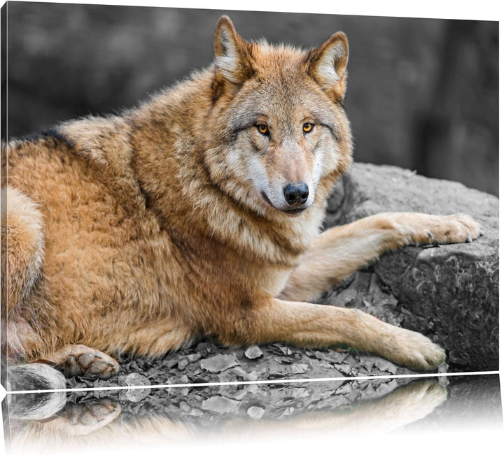 stolzer Wolf auf Stein schwarz/weiss auf Leinwand, XXL riesige Bilder fertig gerahmt mit Keilrahmen,