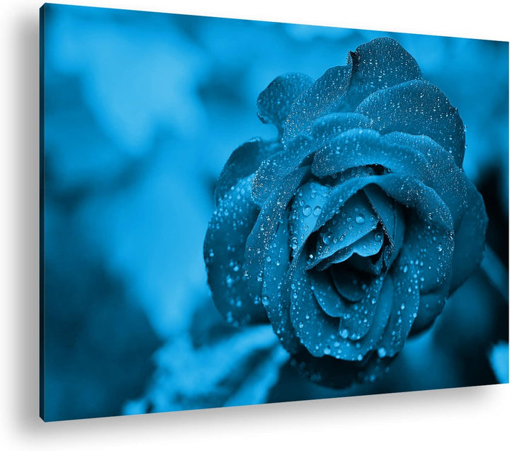 deyoli beeindruckende Blaue Rose Format 80x60 Effekt: Monocrome Blau als Leinwandbild, Motiv fertig