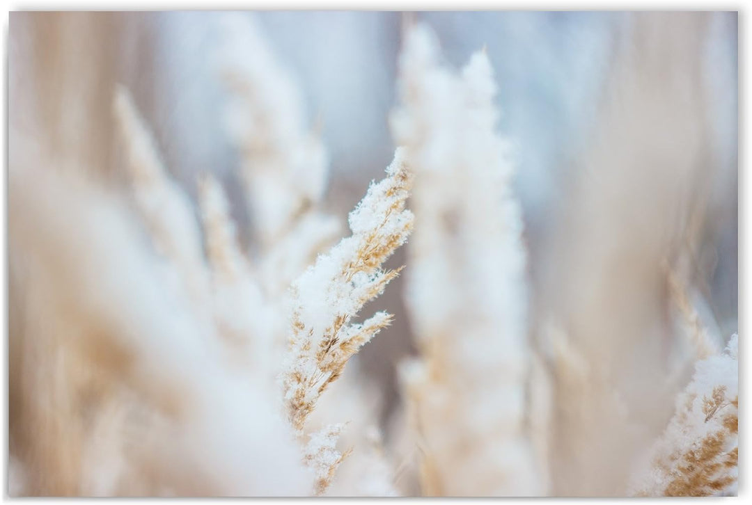 Feeby. Wandbilder - 1 Teilig- 60x80 cm - Bilder Kunstdrucke Deko Panel, GRAS, NATUR, WEIss, 60x80 cm