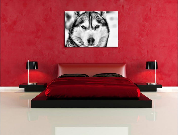 Monocrome, Husky, Format: 100x70 auf Leinwand, XXL riesige Bilder fertig gerahmt mit Keilrahmen, Kun