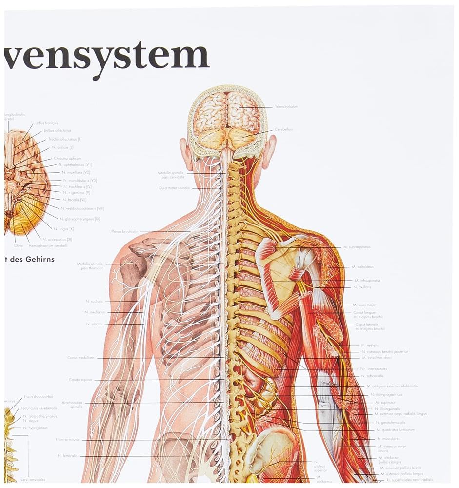 3B Scientific Lehrtafel - Das Nervensystem, VR0620UU Single Papier, Single Papier