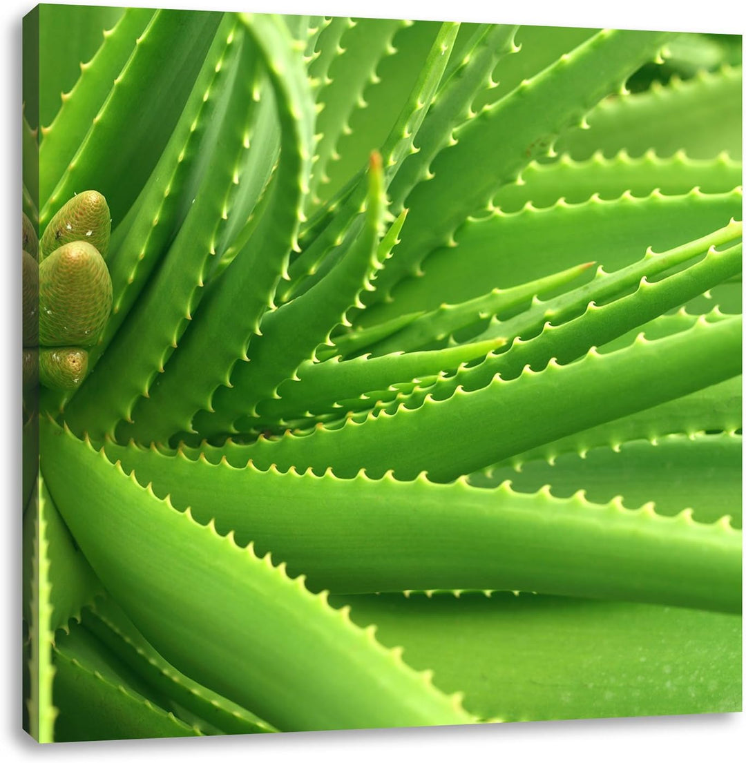 Pixxprint Aloe Vera als Leinwandbild Quadratisch/Grösse: 70x70 / Wandbild/Kunstdruck/fertig bespannt